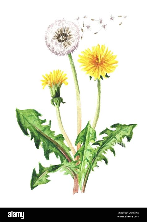 White Dandelion Dandelion Flower Painting Art Projects Painting