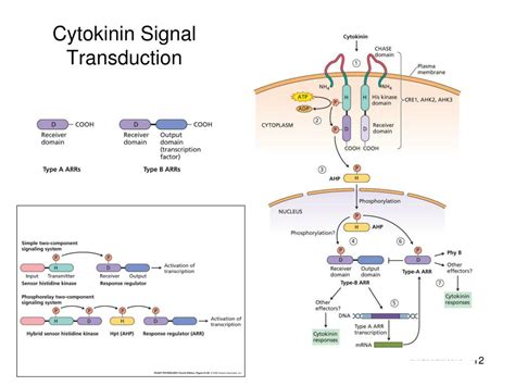 Cytokinin Signaling Pathway