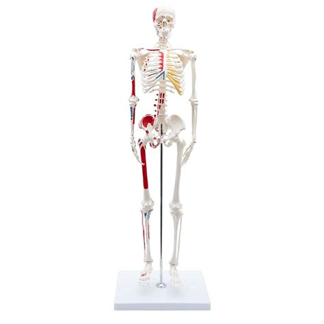 Szkielet Cz Owieka Cm Model Anatomiczny Malowany Medwil