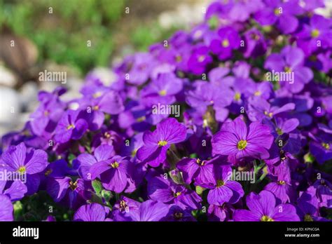 purple rock cress Stock Photo - Alamy