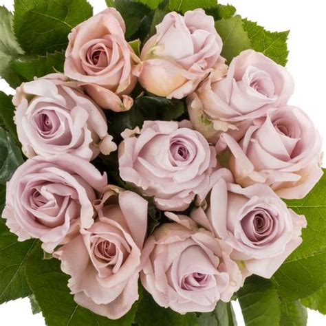 Rose Milka Bounty Way Cm Rosen Holland Rosaton Heyl