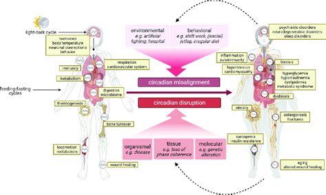 Circadian Misalignment And Disruption Are Associated With Disease