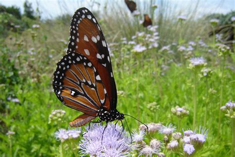 Texas Discovery Gardens in Dallas, Texas - Kid-friendly Attractions ...