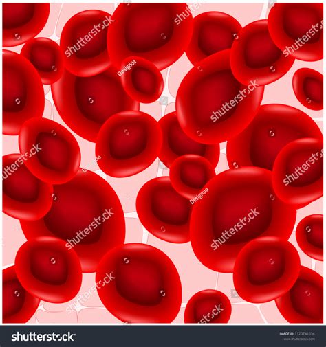 Anisocytosis Red Blood Cells Unequal Size Stock Illustration 1120741034 | Shutterstock