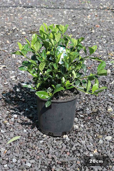 Gardenia Augusta Florida Dinsan Nursery