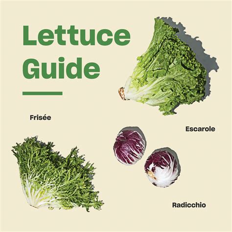 Types Of Purple Lettuce