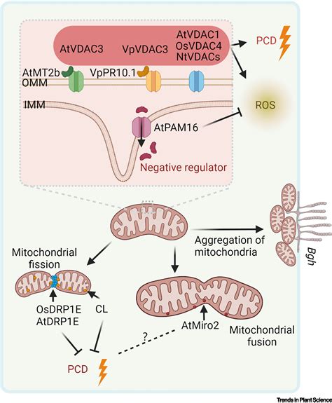 Mitochondrial Functions In Plant Immunity Trends In Plant Science