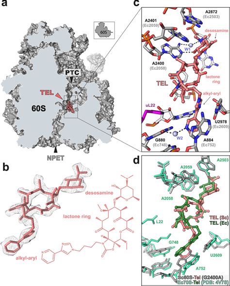 Cryo Em Structure Of Tel Bound To The Yeast Ribosome A Transverse