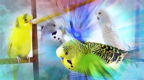 Budgie sounds (1 Hour Happy Budgies) Parakeets – Alen AxP Budgie Community