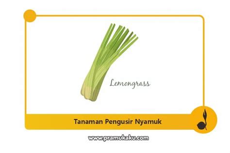 Tanaman Bunga Pengusir Nyamuk Di Bumi Perkemahan