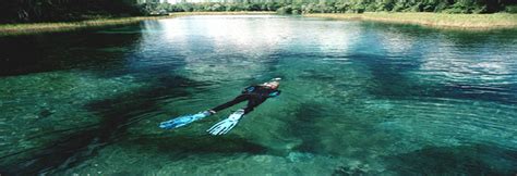 Manatee Tour Florida