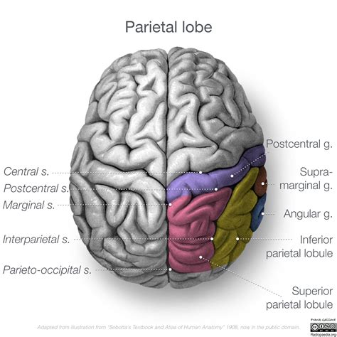 occipital lobe anatomy