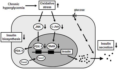 Ijms Free Full Text Involvement Of Oxidative Stress In Suppression