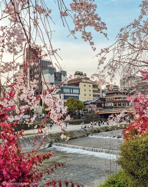 Kyoto Cherry Blossom - 18 Sakura Spots Guide + Photos 2025 - Plan My Japan