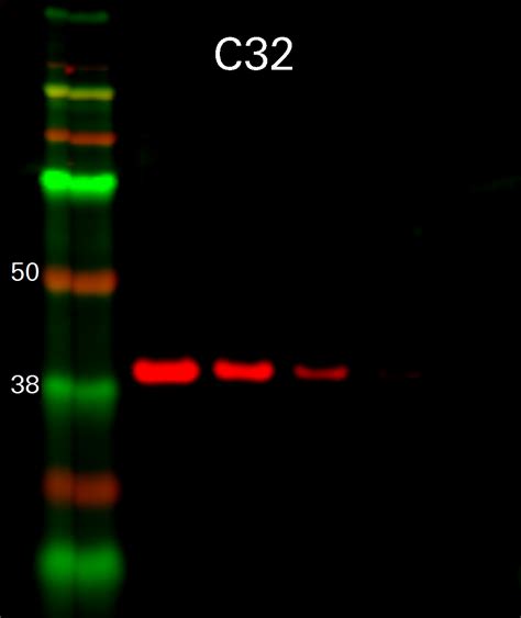 Gapdh Rabbit Monoclonal Antibody