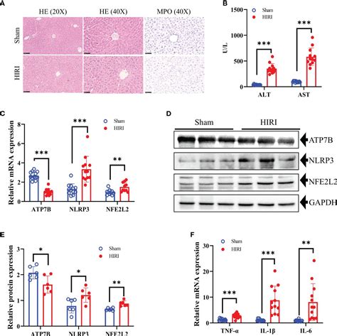 Frontiers Identification And Validation Of Potential Diagnostic