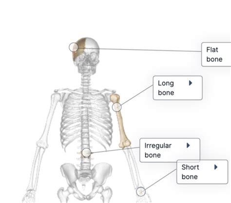 Lab Introduction To Osteology Flashcards Quizlet