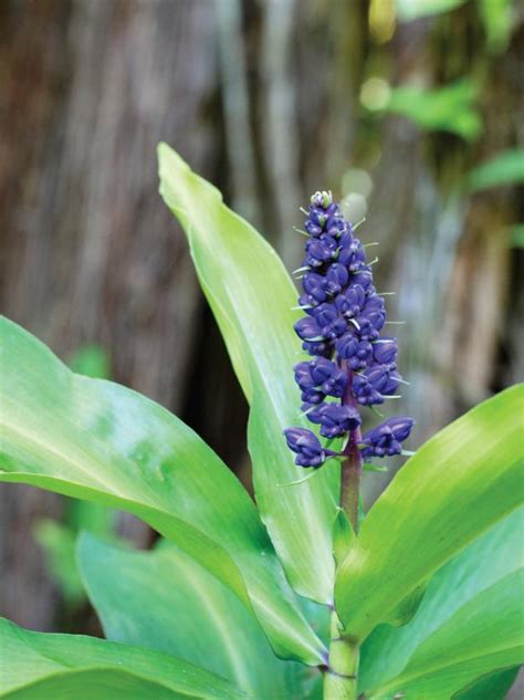 Tropical Plants at the Hawaii Tropical Botanical Garden | HGTV