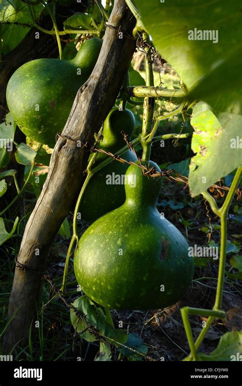 Calebasse ou gourde bouteille plantation l État du Mato Grosso do Sul