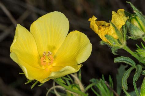 Desert Rosemallow T Kahler Photography