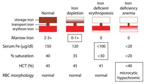 Treatment guidelines and suggestions for correcting Iron deficiency anemia.