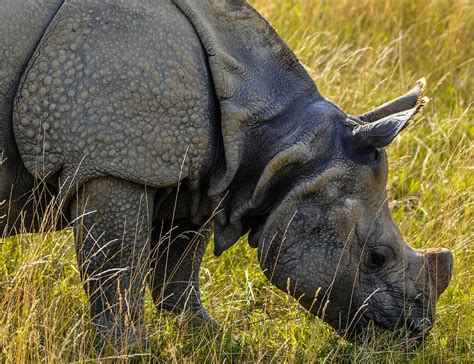 Greater One Horned Asian Rhino Photograph By Brian Stevens Fine Art