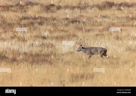 Whitetail Deer Buck During The Fall Rut In Colorado Stock Photo Alamy