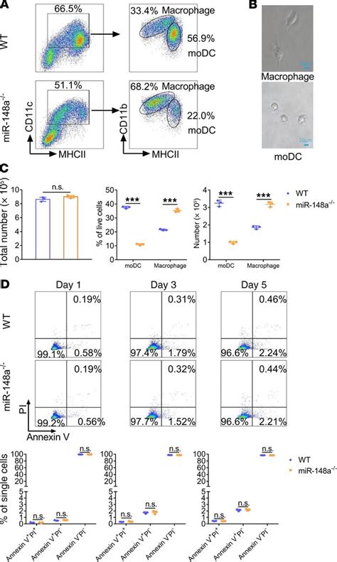 Jci Insight Microrna 148a Facilitates Inflammatory Dendritic Cell