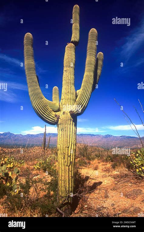 Saguaro Cactus Carnegica Gigantea Endemic To The Sonoran Desert