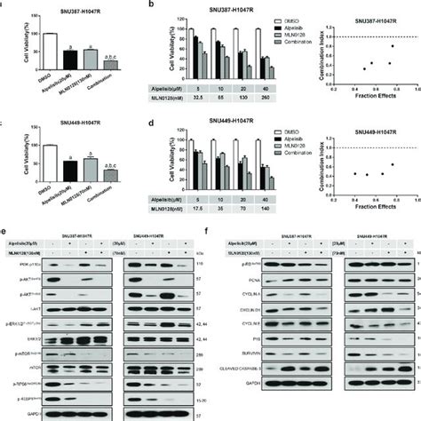 Combined Alpelisib MLN0128 Induces Tumor Regression In HCC Lesions From