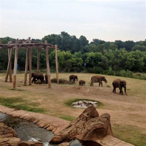 The Oklahoma City Zoo Released A Video Showing An Elephant Ultrasound And It's Adorable