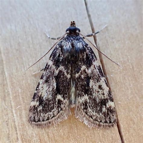 aglossa caprealis aglossa caprealis bugguidenet