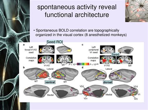 Ppt Spontaneous Activity In The Brain Powerpoint Presentation Free