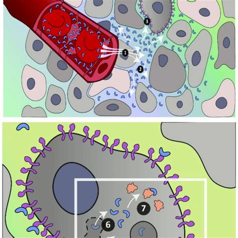 Pdf A Computational Investigation Of In Vivo Cytosolic Protein