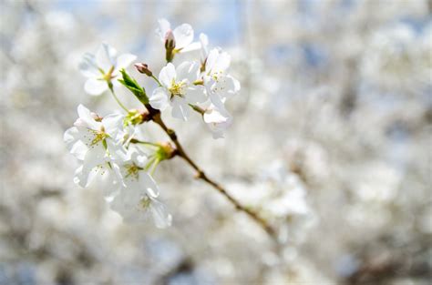 Darmowe Zdjęcia drzewo Natura gałąź kwitnąć wzrost roślina