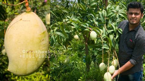 জনপ্রিয় ইন্ডিয়ান তোতাপুরি আম Totapuri Mango Prothomkuri Nursery Youtube