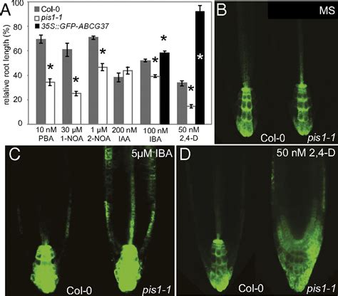 Arabidopsis Pis Encodes The Abcg Transporter Of Auxinic Compounds