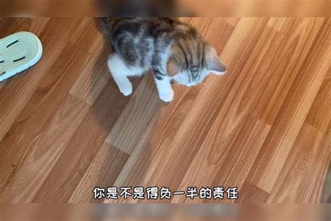 哭了！猫猫以为我半夜起床，就为专门踩它一脚讹上我了猫猫