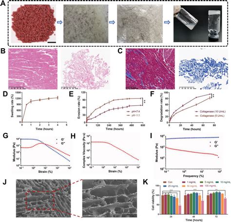 Preparation And Characterization Of ECM Hydrogel A Schematic