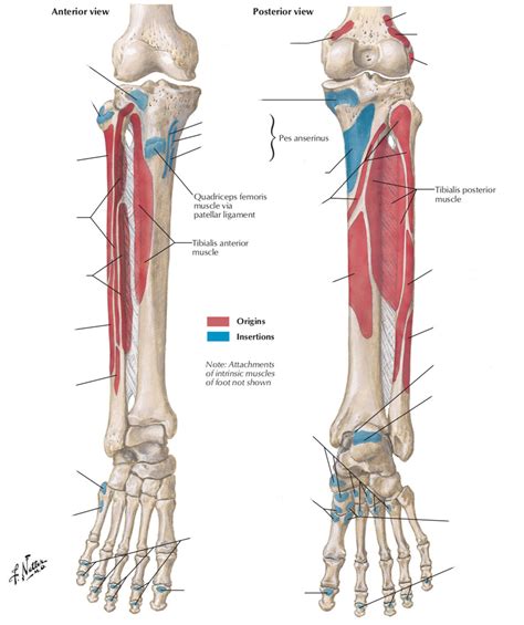 Lower Extremity Muscle Attachments 3 Of 3 Diagram Quizlet