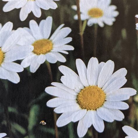 Leucanthemum X Superbum Snow Lady Shasta Daisy Snow Lady