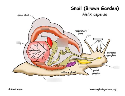 Snail Diagram Diagram Quizlet