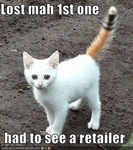 70+ Most Hilarious White Cat Meme & Funny White Cat Images