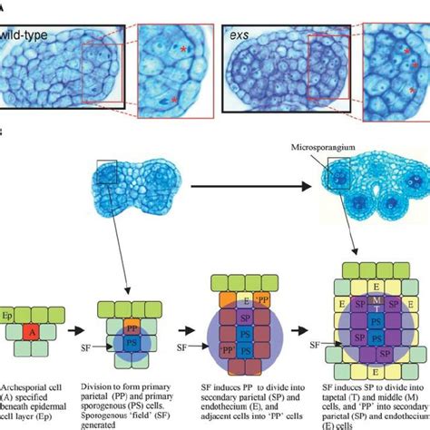 (PDF) Stamen structure and function