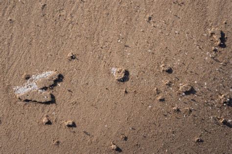 Beach sand in winter stock image. Image of decoration - 210246773