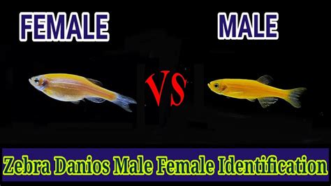 Zebra Danios Male Female Identification YouTube