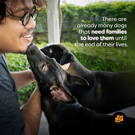 Soi Dog Foundation - PHOTO SHOWS SURI WHEN WE FOUND HER IN THE FLOOD ZONE. SURI - FROM BANGKOK
