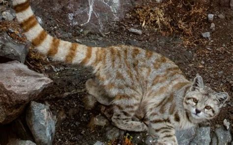 Este Es El Gato Andino Fantasma De Los Andes Nost Lgica Cl