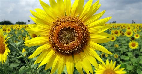 Close Up Photo of Sunflower · Free Stock Photo