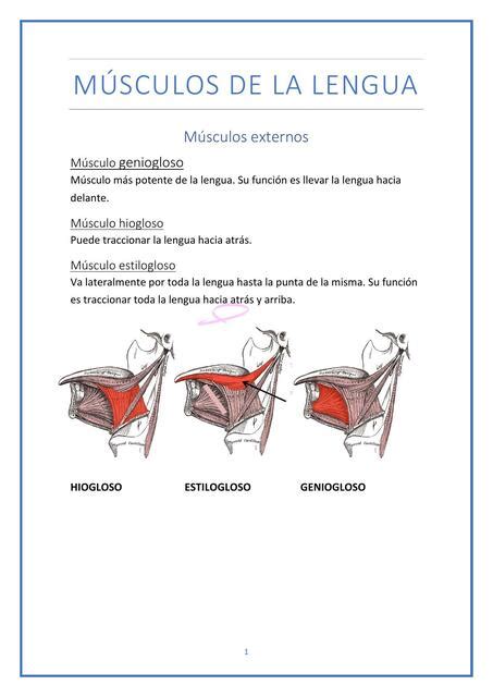 Músculos de la Lengua Inés Cobos Ramos uDocz